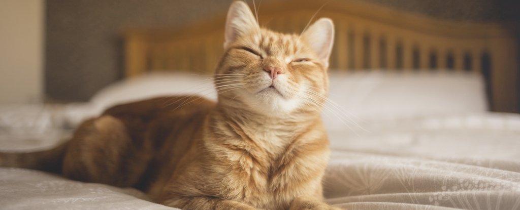 Study Confirms 'Slow Blinks' Really Do Work to Communicate With Your Cat :  ScienceAlert